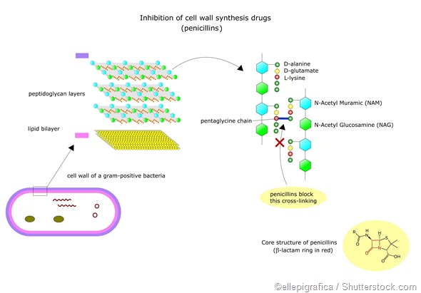 Mechanism of action Penicillins